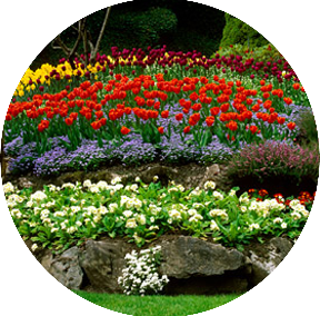 Planting Seasonal Colorful Flowers