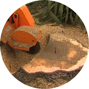 Stump Grinding or Removal